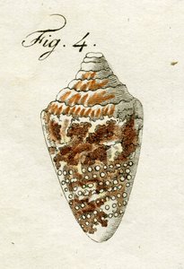 Ilustración de Conus Ammiralis, 1790 de Jacob Xavier Schmuzer
